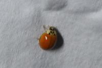 Harmonia axyridis