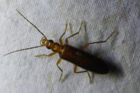 Nacerdes carniolica