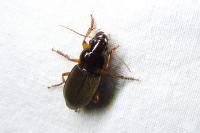 Pseudoophonus rufipes