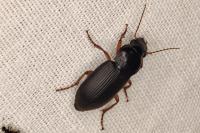 Pseudoophonus rufipes
