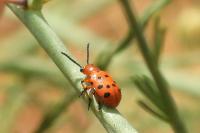 Crioceris duodecimpunctata
