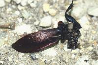 Carabus nemoralis