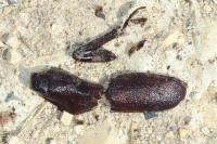 Prionus coriarius