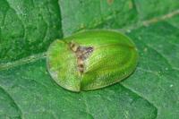 Cassida rubiginosa
