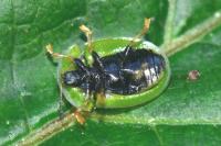 Cassida rubiginosa