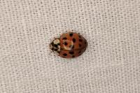 Harmonia axyridis