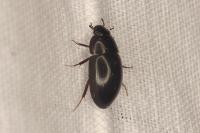 Limnoxenus niger