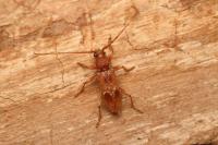 Trichoferus pallidus