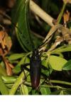 Cerambyx cerdo