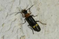 Malthodes