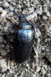 Prionus coriarius