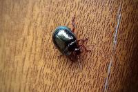 Chrysolina bankii
