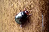 Chrysolina bankii