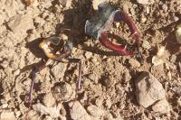 Lucanus cervus