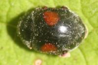 Scymnus