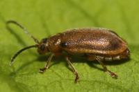 Galerucella pusilla