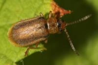 Galerucella pusilla