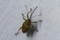 Curculio nucum