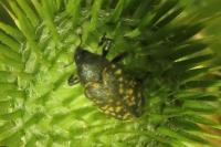 Larinus turbinatus