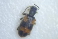 Anthicus antherinus