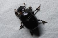 Copris lunaris