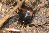 Atholus bimaculatus