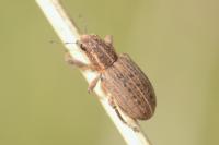Sitona puncticollis