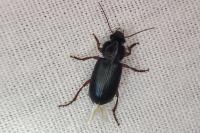 Ophonus ardosiacus