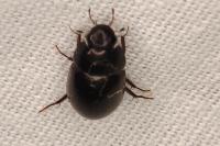 Limnoxenus niger