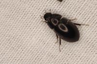 Limnoxenus niger