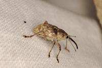 Curculio