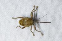 Curculio