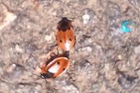 Dendroxena quadrimaculata