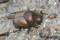 Onthophagus coenobita