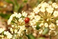 Sphaeroderma