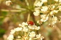 Sphaeroderma