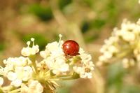 Sphaeroderma