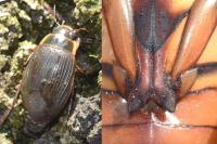 Dytiscus marginalis