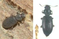 Corticaria rubripes