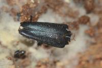 Stictoleptura scutellata