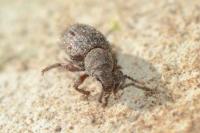 Cathormiocerus spinosus
