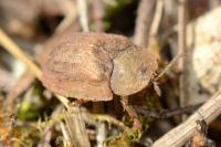 Hypocassida subferruginea