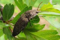 Agrypnus murinus