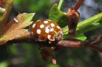 Calvia quatuordecimguttata