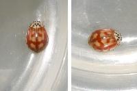Harmonia quadripunctata