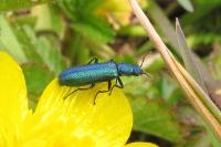 Psilothrix viridicoerulea