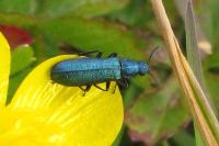 Psilothrix viridicoerulea