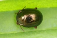 Chrysolina bankii