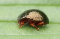 Chrysolina bankii