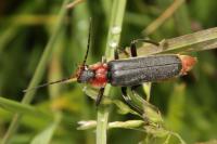 Cantharis fusca